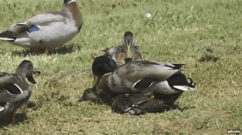 breeding sex gif